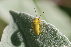 Ctenopius sulphureus